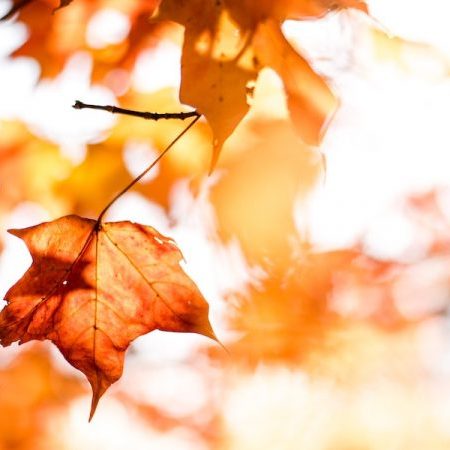 Chu Shu : « Fin de la Chaleur » (22-23 août /6-7 septembre) - Mode de Vie