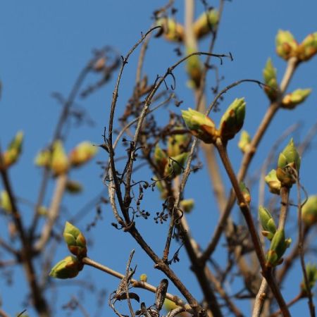 Booster son Qi du Foie à Li Chun avec 3 bourgeons de gemmothérapie