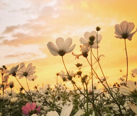 Conseils généraux pour Li Chun (Début du Printemps)