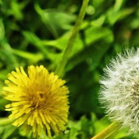 Booster son Qi du Foie à Yǔ Shuǐ avec des plantes alliées