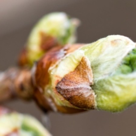 Booster son Qi du Foie à Yǔ Shuǐ avec 3 bourgeons de gemmothérapie