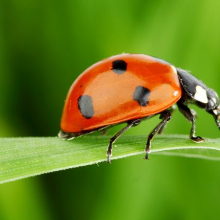 Jīng Zhé (惊蛰), le Réveil des Insectes selon la médecine traditionnelle chinoise