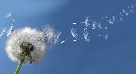 Printemps & MTC : irritabilité ou frustration printanière ? 5 gestes simples pour apaiser votre Foie (et le vent intérieur)