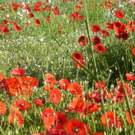 Chūn Fēn (春分), l’Équinoxe du Printemps selon la médecine traditionnelle chinoise