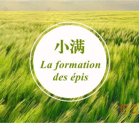 Xiao Man (小满, « Petite Plénitude » ou « Grain Full » ou « Grain Buds » ou « Little Fullness ») : Xiao Man calme son Feu et son Humidité (avant que tout ne devienne ronchon)