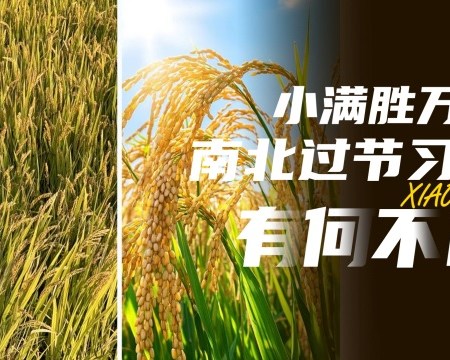 Xiao Man (小满, « Petite Plénitude » ou « Grain Full » ou « Grain Buds » ou « Little Fullness ») : Apprivoiser ses émotions (avant qu’elles ne nous transforment en volcan moite)