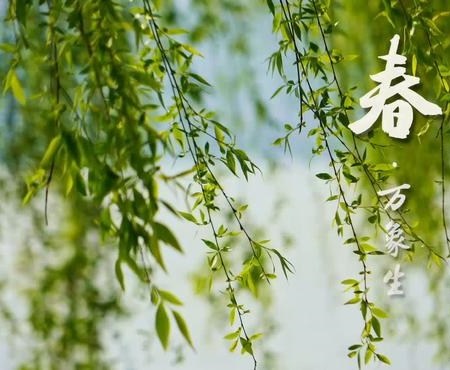 Xiao Man (小满 , « Petite Plénitude » ou « Grain Full » ou « Grain Buds » ou « Little Fullness ») : Les alliés aromatiques qui sauvent Xiao Man (et son humeur) – Huiles essentielles & Hydrolats