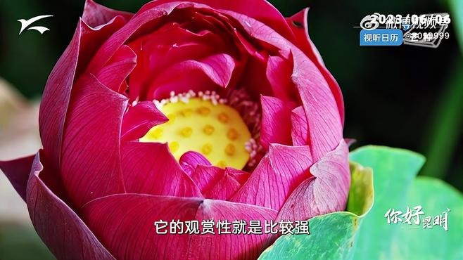 Mang Zhong (芒种, « Grain en Épi ») (Grain in Ear) : Les alliés aromatiques qui sauvent Mang Zhong (et son humeur massacrante) – Les Huiles essentielles et les Hydrolats