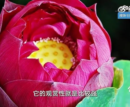 Mang Zhong (芒种, « Grain en Épi ») (Grain in Ear) : Les alliés aromatiques qui sauvent Mang Zhong (et son humeur massacrante) – Les Huiles essentielles et les Hydrolats