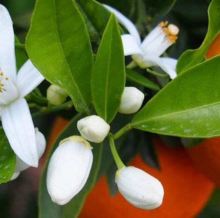 Xia Zhi (夏至, « Solstice d’Été ») : Les alliés aromatiques qui sauvent Xia Zhi (et son humeur explosive) – Les Huiles essentielles et les Hydrolats
