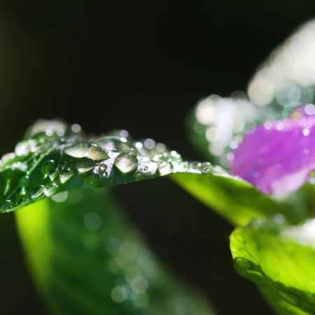 Bai Lu (白露) du 7 septembre au 22-23 septembre environ : la rosée blanche qui s’installe… et qui nous rappelle poliment que l’automne a vraiment commencé