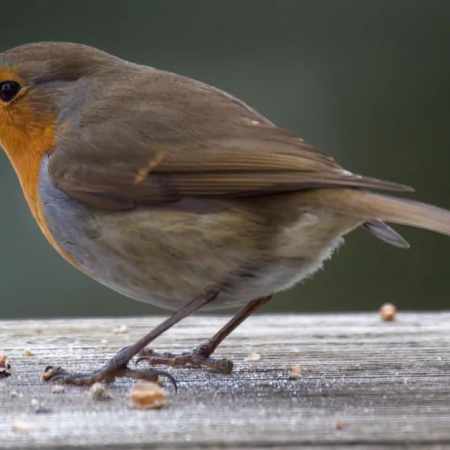 Bai Lu - Rosée Blanche - Troisième Hou : 群鸟养羞 (Qún niǎo yǎng xiū) Les oiseaux préparent leurs provisions