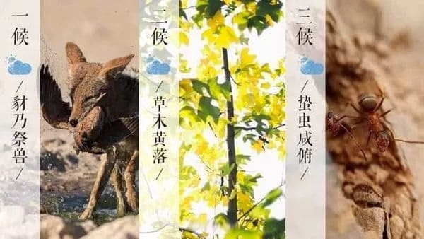 🐺🍖🍂 Premier Hou de Shuang Jiang : 豺乃祭兽 (Chái nǎi jì shòu) du 23 octobre environ au 27-28 octobre - « Les chacals font leur petite cérémonie d’offrande avec leurs proies »