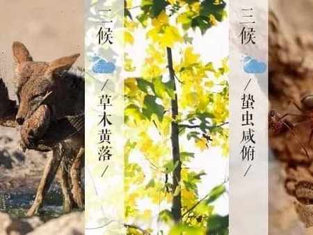 🐺🍖🍂 Premier Hou de Shuang Jiang : 豺乃祭兽 (Chái nǎi jì shòu) du 23 octobre environ au 27-28 octobre - « Les chacals font leur petite cérémonie d’offrande avec leurs proies »